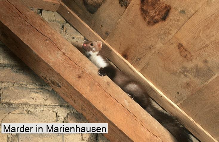 Marder in Marienhausen